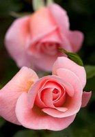 Rosendal™-rosen - opkaldt efter familien.